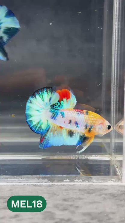 Metallic Plakat Betta Fish | You Pick Betta | Show Grade