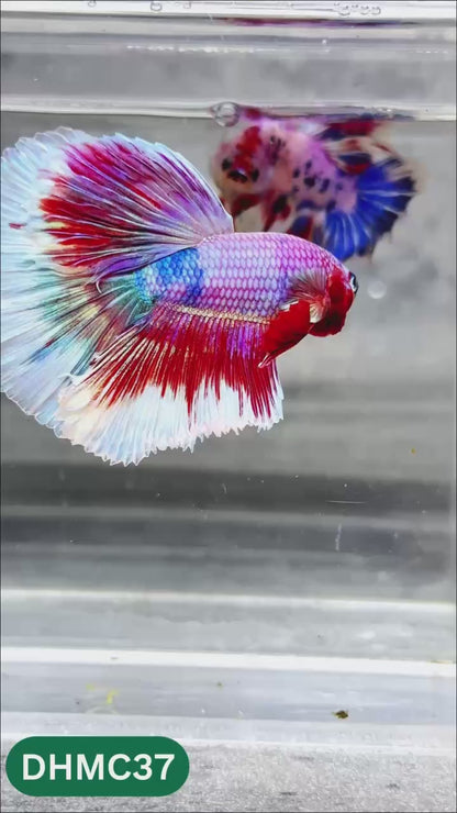 Multicolor Halfmoon Male Betta Fish | Order Directly From Farm | You Pick Fish