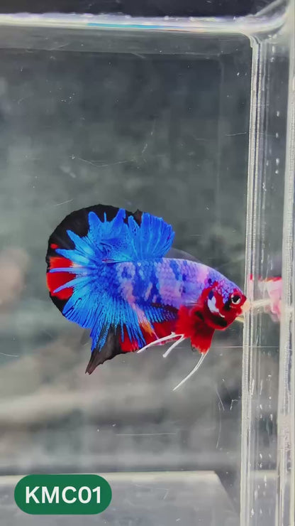 Multicolor Yellow Base Plakat Male Betta Fish | Order Directly From Farm |  You Pick Fish
