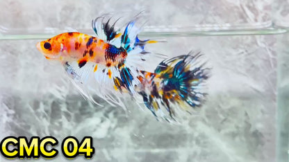 Crowntail Multicolor Male Betta Fish | High Grade | You Pick Fish |