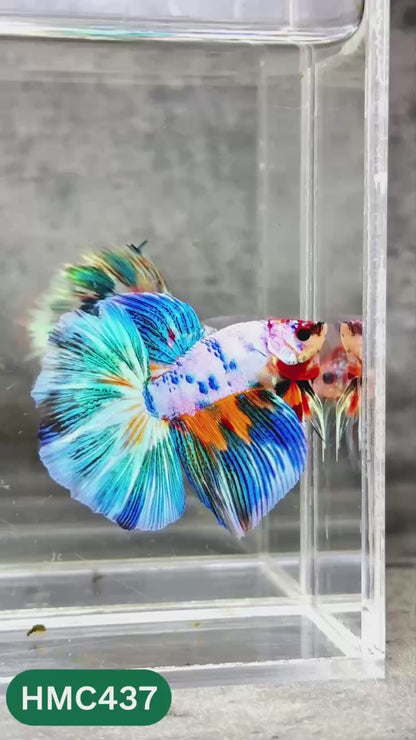 Multicolor Halfmoon Male Betta Fish | Order Directly From Farm | You Pick Fish