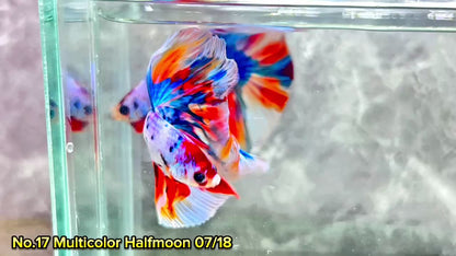 Multicolor Halfmoon Male Betta Fish | High Grade | Order Directly From Farm|  You Pick Fish |