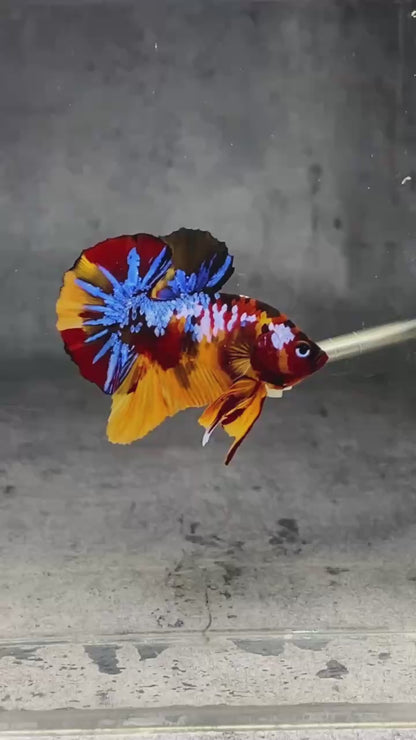 Multicolor Plakat Male Betta Fish |Show Grade|  You Pick Fish