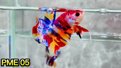 Metallic Plakat Betta Fish | You Pick Betta | Show Grade