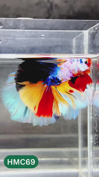 Nemo Halfmoon Male Betta Fish | Order Directly From Farm | You Pick Fish