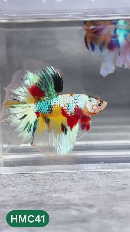 Multicolor Halfmoon Male Betta Fish | High Grade | Order Directly From Farm |  You Pick Fish |