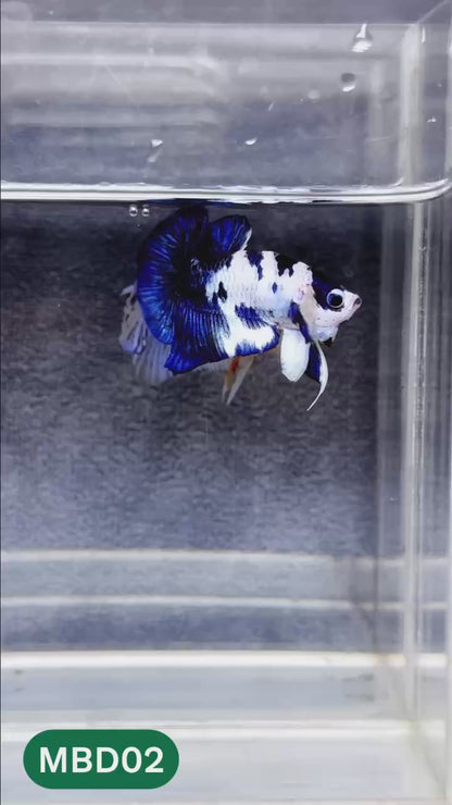 Blue Marble Dot Plakat Male Betta Fish | You Pick Fish