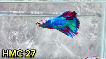 Multicolor Halfmoon Male Betta Fish | High Grade | Order Directly From Farm|  You Pick Fish |