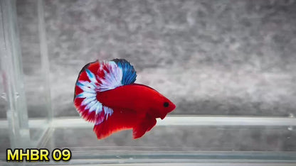 Hellboy Plakat Male Betta Fish | Order Directly From Farm | You Pick Fish