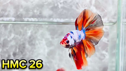 Multicolor Halfmoon Male Betta Fish | High Grade | Order Directly From Farm|  You Pick Fish |