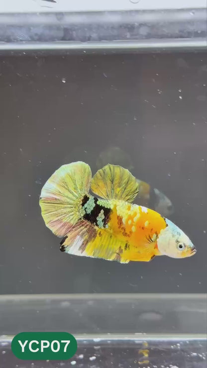 Koi Yellow Plakat Male Betta Fish | Show Grade | You Pick Fish