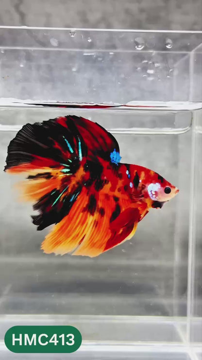 Multicolor Halfmoon Male Betta Fish | Order Directly From Farm | You Pick Fish