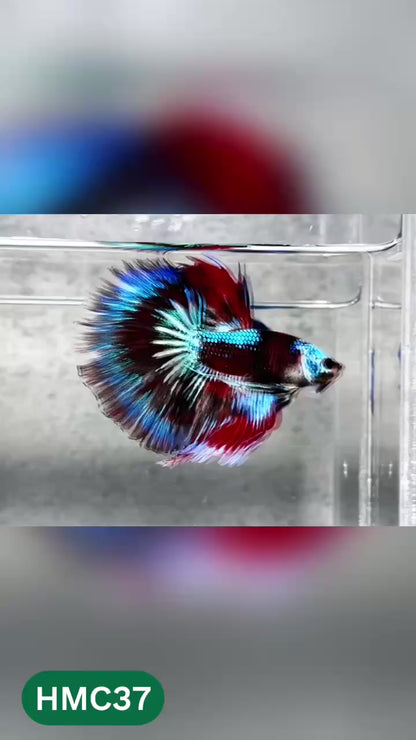 Multicolor Halfmoon Male Betta Fish | High Grade | Order Directly From Farm |  You Pick Fish |