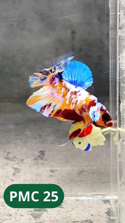 Multicolor Plakat Male Betta Fish |Show Grade|  You Pick Fish