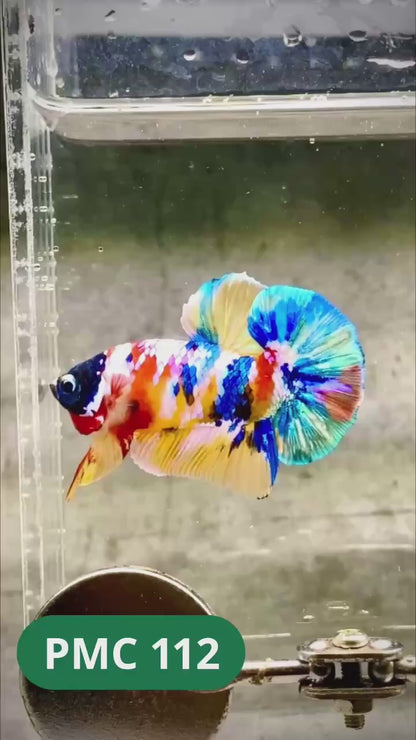 Multicolor Plakat Male Betta Fish |Show Grade|  You Pick Fish