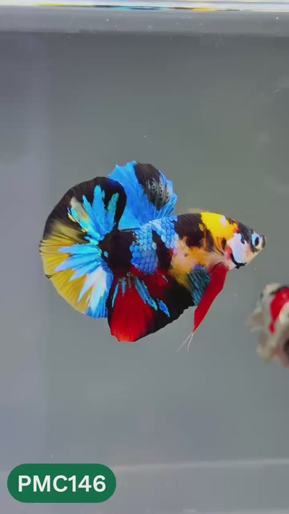 Multicolor Plakat Male Betta Fish |Show Grade|  You Pick Fish
