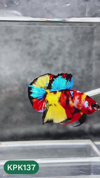 Multicolor Yellow Base Plakat Male Betta Fish | Order Directly From Farm |  You Pick Fish