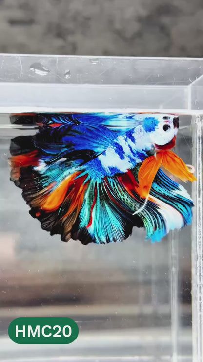 Nemo Halfmoon Male Betta Fish | Order Directly From Farm | You Pick Fish