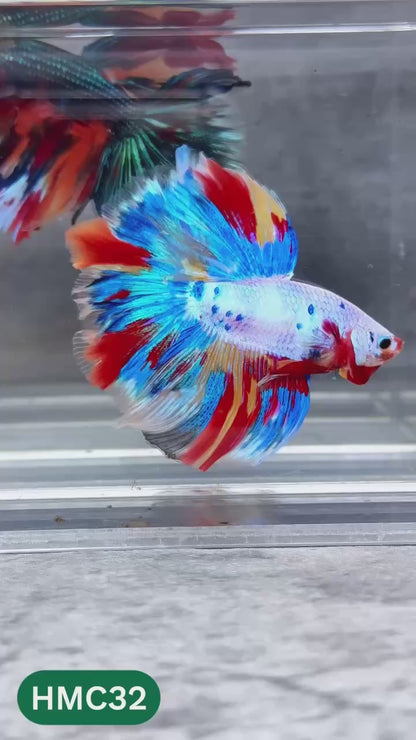 Multicolor Halfmoon Male Betta Fish | High Grade | Order Directly From Farm |  You Pick Fish |