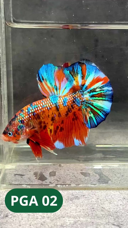 King Giant Plakat Male Betta Fish | You Pick Fish | High Grade