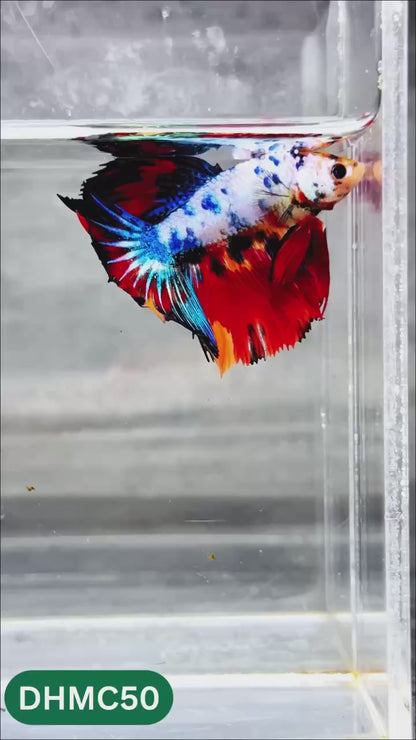Multicolor Halfmoon Male Betta Fish | Order Directly From Farm | You Pick Fish