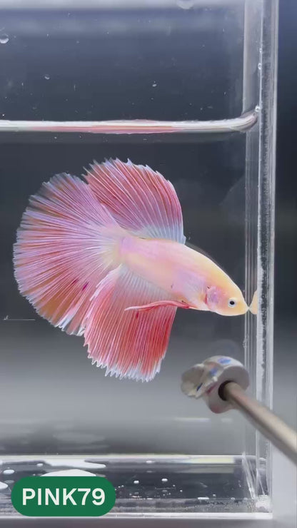 Pink Halfmoon Male Betta Fish | You Pick Fish | Order Directly From Farm