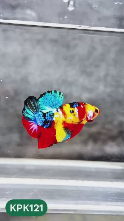 Multicolor Yellow Base Plakat Male Betta Fish | Order Directly From Farm |  You Pick Fish
