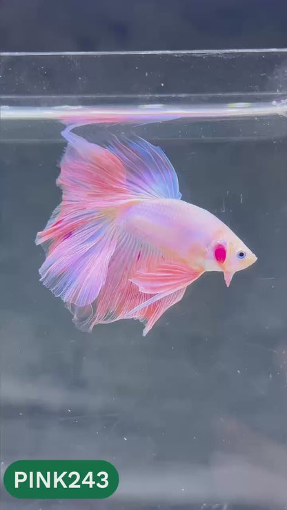 Pink Halfmoon Male Betta Fish | You Pick Fish | Order Directly From Farm