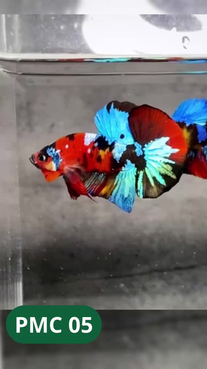 Multicolor Plakat Male Betta Fish |Show Grade|  You Pick Fish