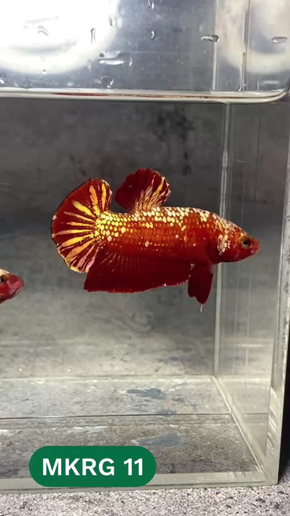 Golden Star Dust Galaxy Plakat Male Betta Fish | Super Rare | You Pick Fish