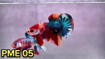 Metallic Plakat Betta Fish | You Pick Betta | Show Grade