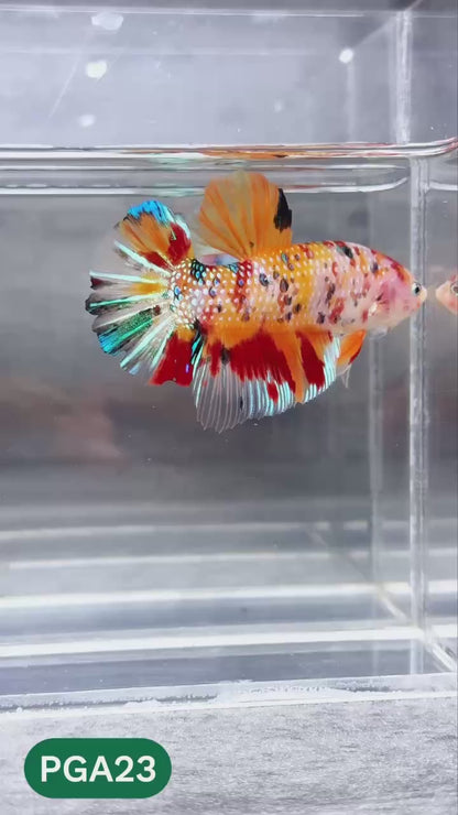 King Giant Plakat Male Betta Fish | You Pick Fish | High Grade