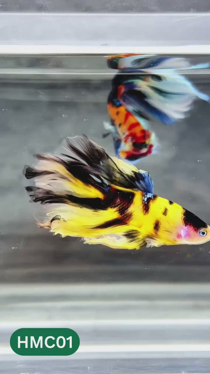 Nemo Halfmoon Male Betta Fish | Order Directly From Farm | You Pick Fish