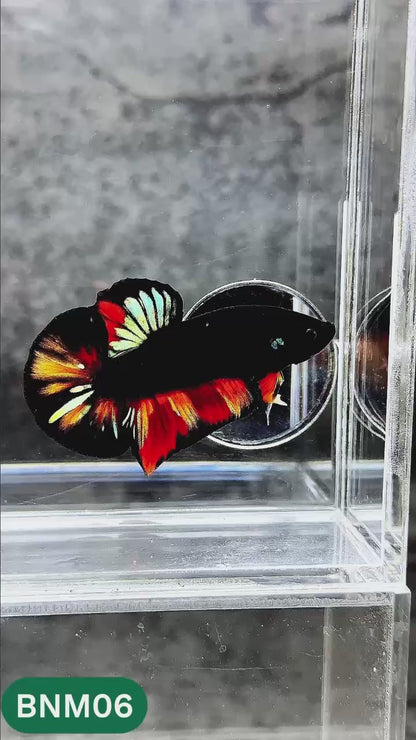 Dark Flame Hellfire Plakat Male Betta Fish | You Pick Fish | Rare Betta