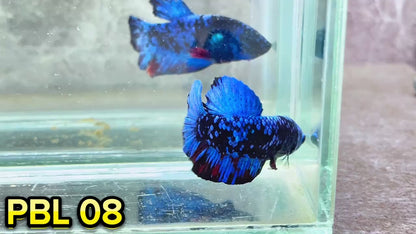 Black Star Nebula Plakat Betta | You Pick Betta | High Grade