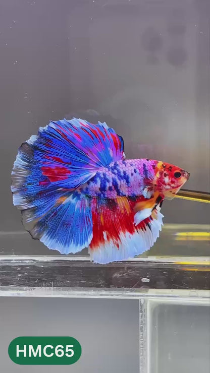 Multicolor Halfmoon Male Betta Fish | High Grade | Order Directly From Farm |  You Pick Fish |