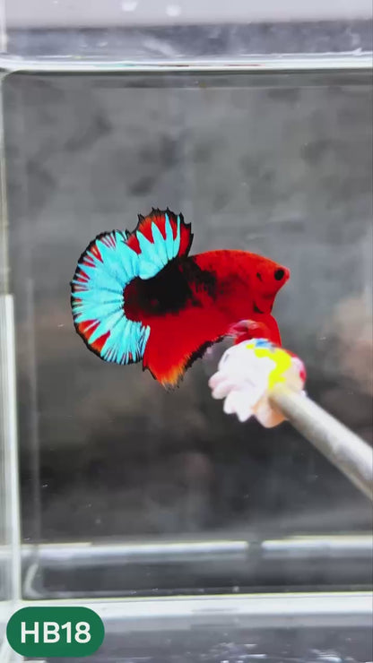 Hellboy Plakat Male Betta Fish | Order Directly From Farm | You Pick Fish