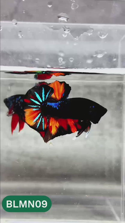 Dark Flame Hellfire Plakat Male Betta Fish | You Pick Fish | Rare Betta