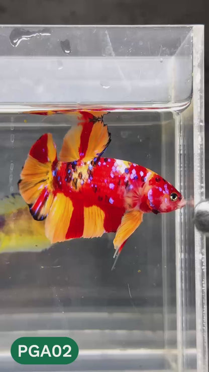 King Giant Plakat Male Betta Fish | You Pick Fish | High Grade
