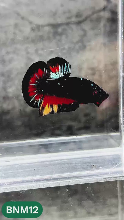 Dark Flame Hellfire Plakat Male Betta Fish | You Pick Fish | Rare Betta