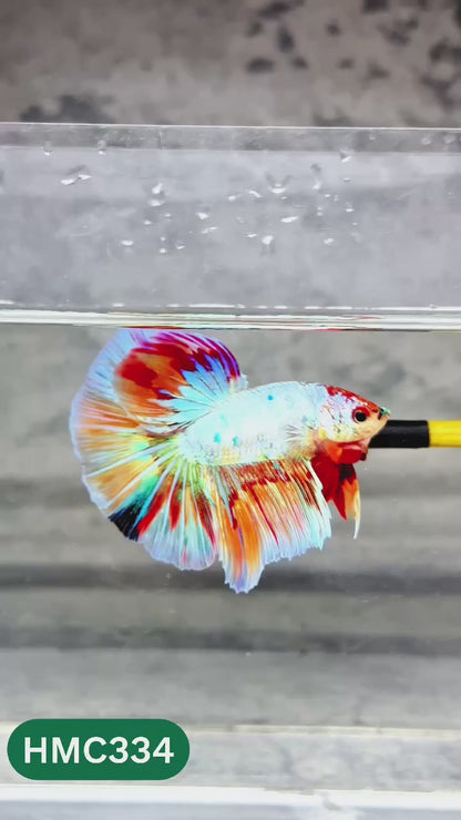 Multicolor Halfmoon Male Betta Fish | High Grade | Order Directly From Farm |  You Pick Fish |