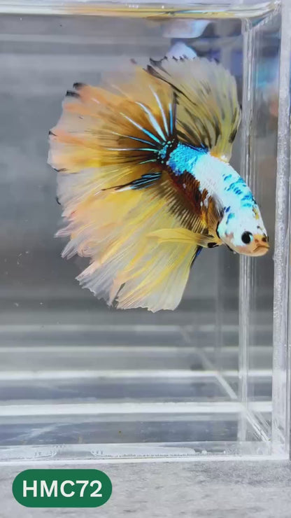 Multicolor Halfmoon Male Betta Fish | Order Directly From Farm | You Pick Fish
