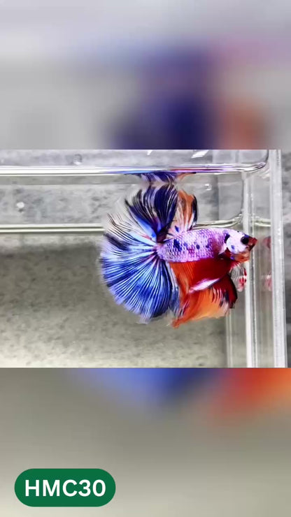 Multicolor Halfmoon Male Betta Fish | High Grade | Order Directly From Farm |  You Pick Fish |