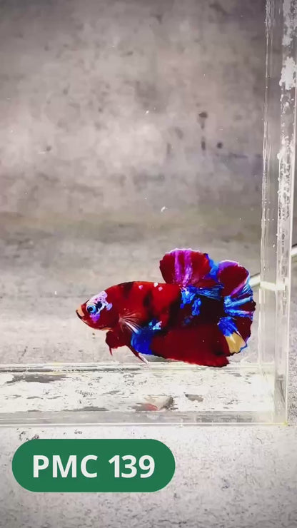 Multicolor Plakat Male Betta Fish |Show Grade|  You Pick Fish