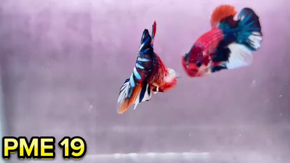 Metallic Plakat Betta Fish | You Pick Betta | Show Grade