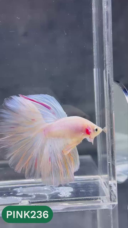 Pink Halfmoon Male Betta Fish | You Pick Fish | Order Directly From Farm
