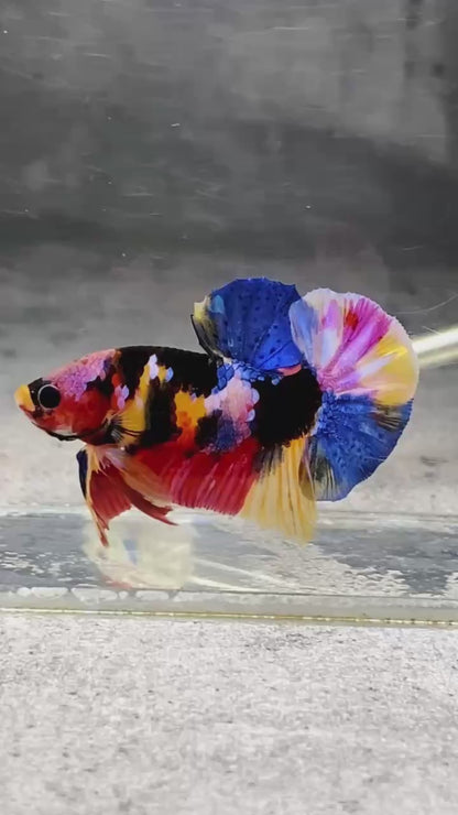 Multicolor Plakat Male Betta Fish |Show Grade|  You Pick Fish