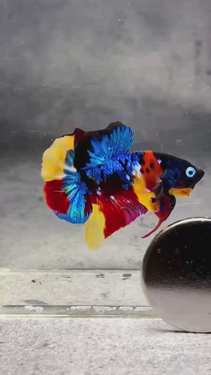 Multicolor Plakat Male Betta Fish |Show Grade|  You Pick Fish