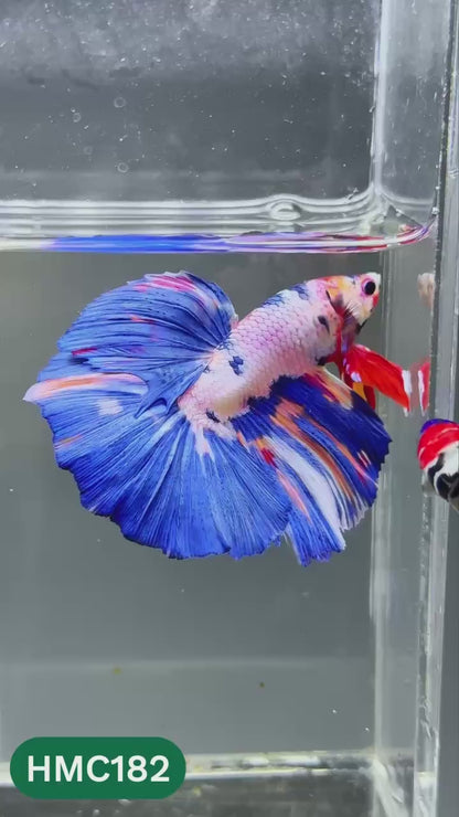 Multicolor Halfmoon Male Betta Fish | Order Directly From Farm | You Pick Fish