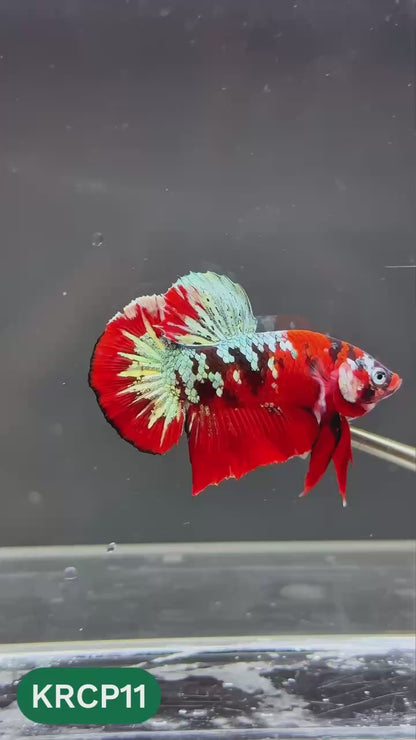 Koi Red Copper Plakat Male Betta Fish | You Pick Fish